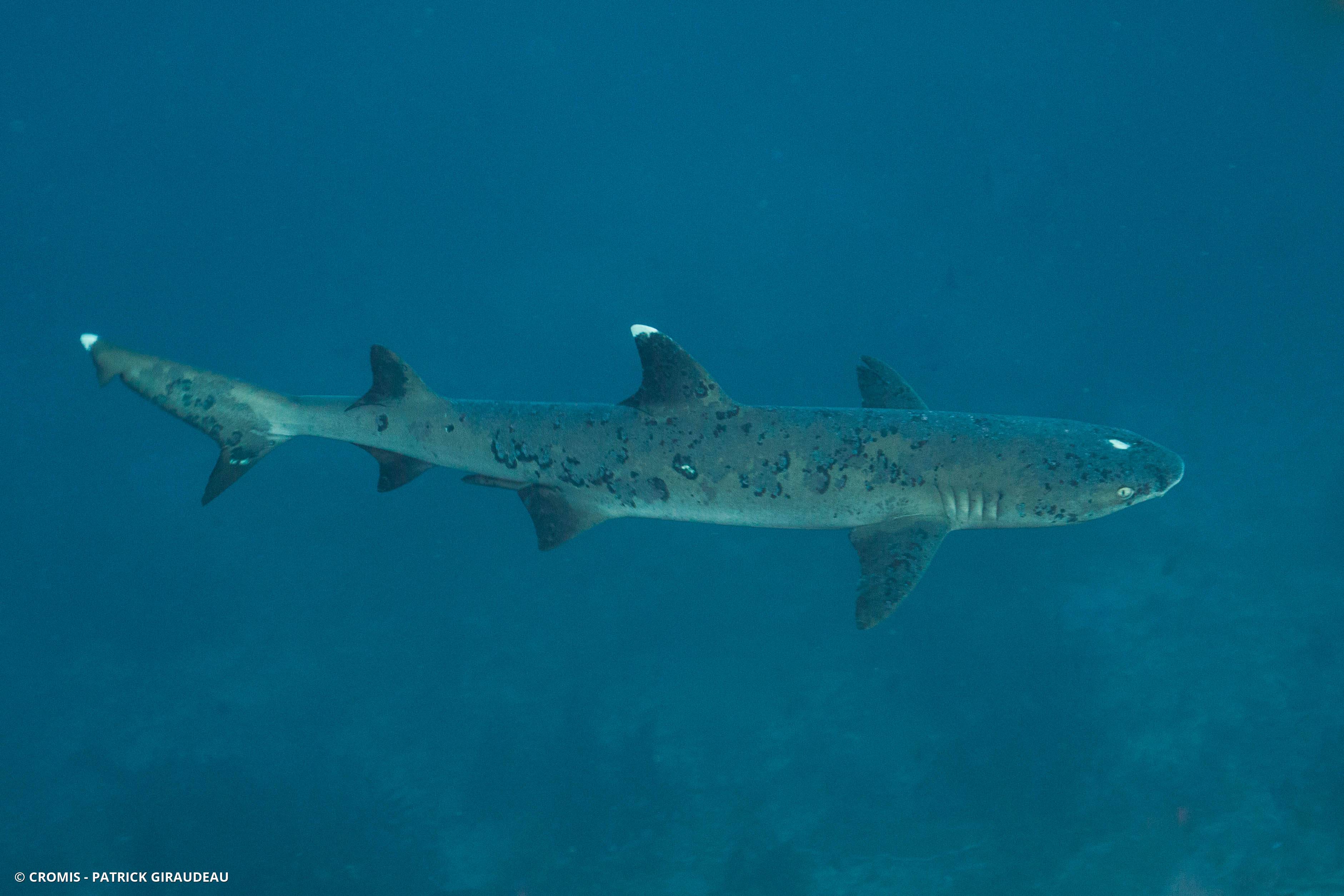 Requin corail
