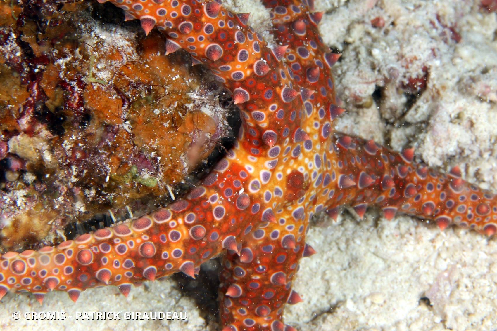 Etoile de mer cloutée