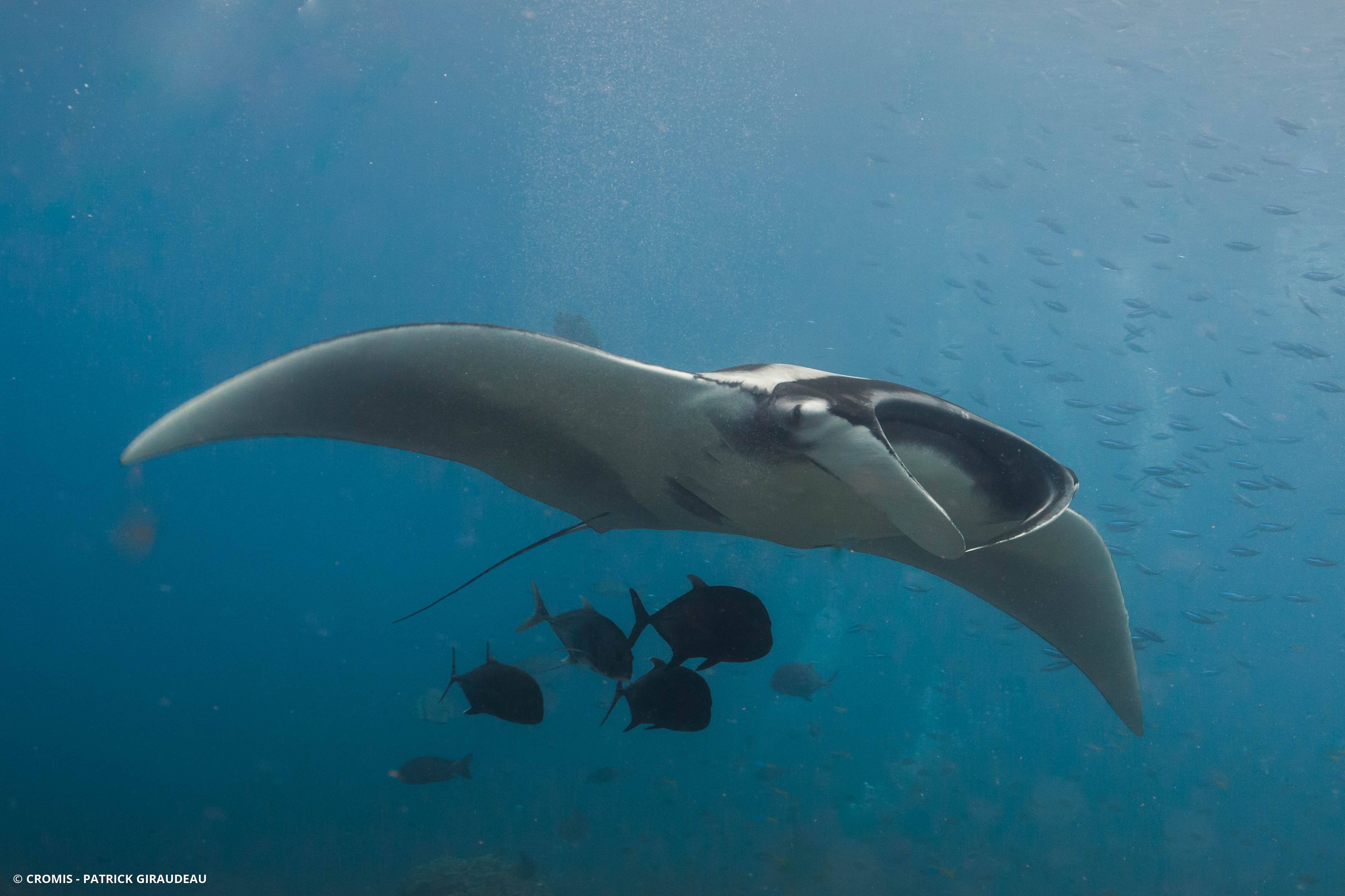 Manta géante