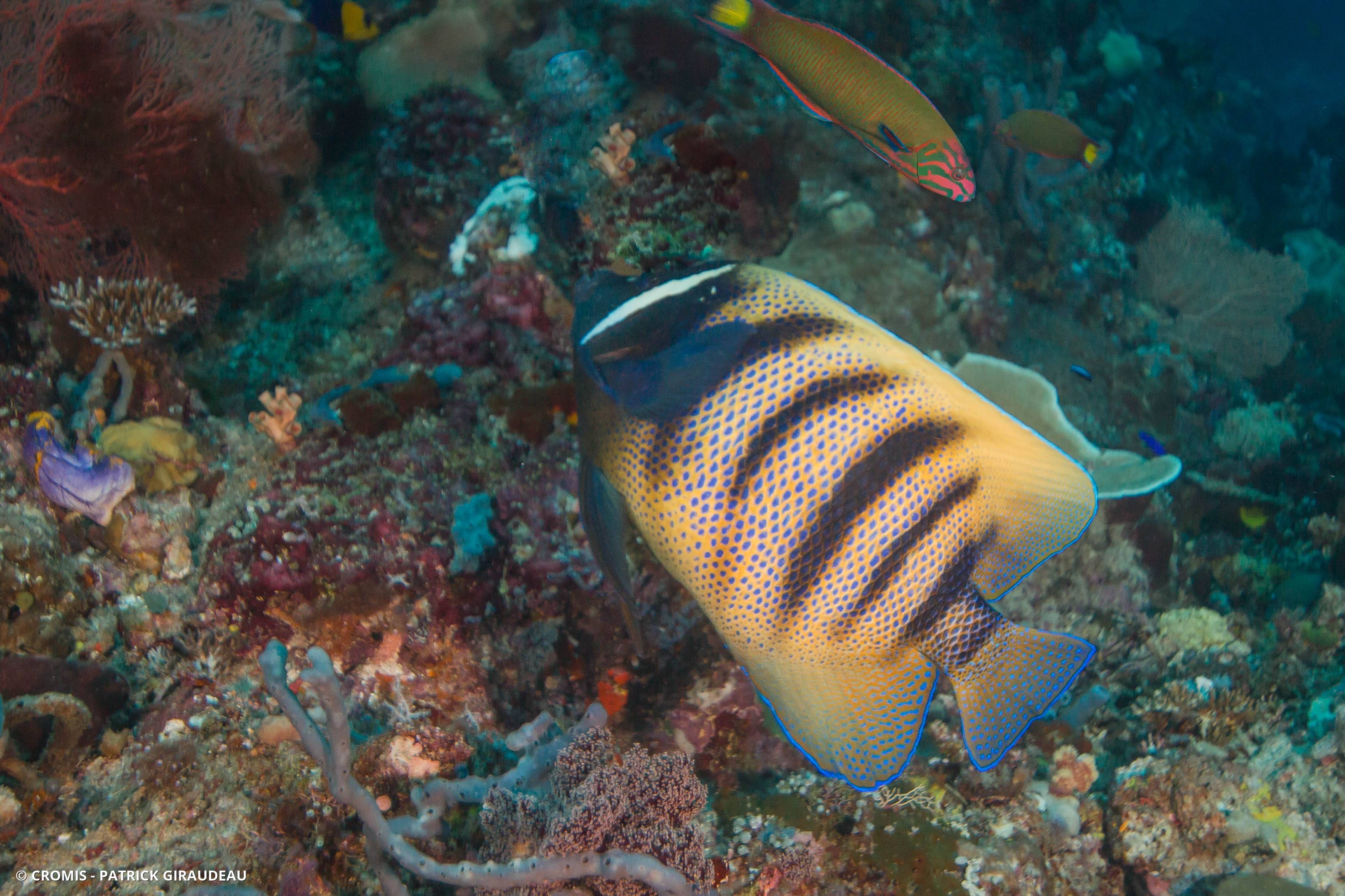 Poisson-ange à six bandes