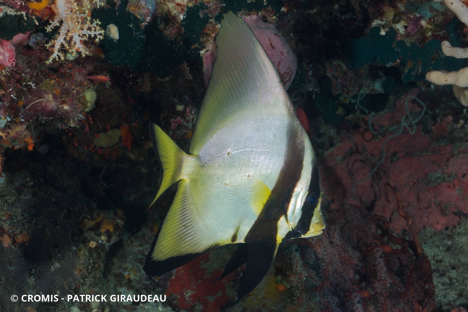 Platax orbiculaire
