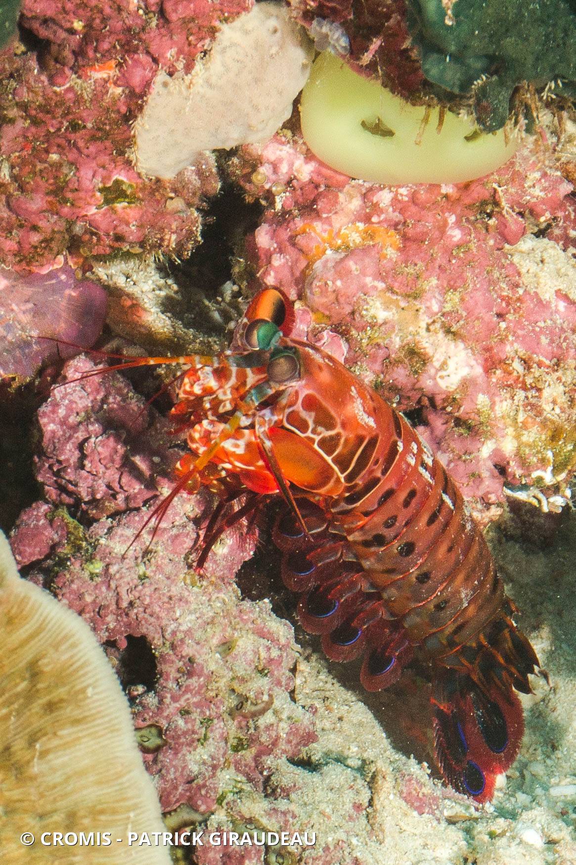 Mante de mer paon