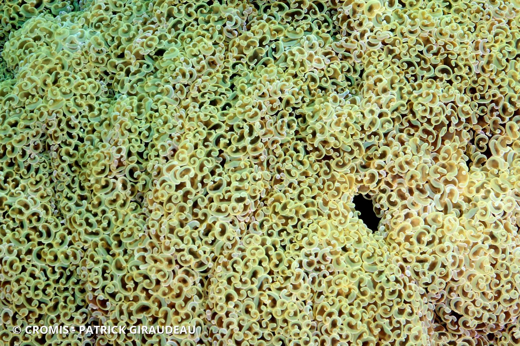 Corail à croissants