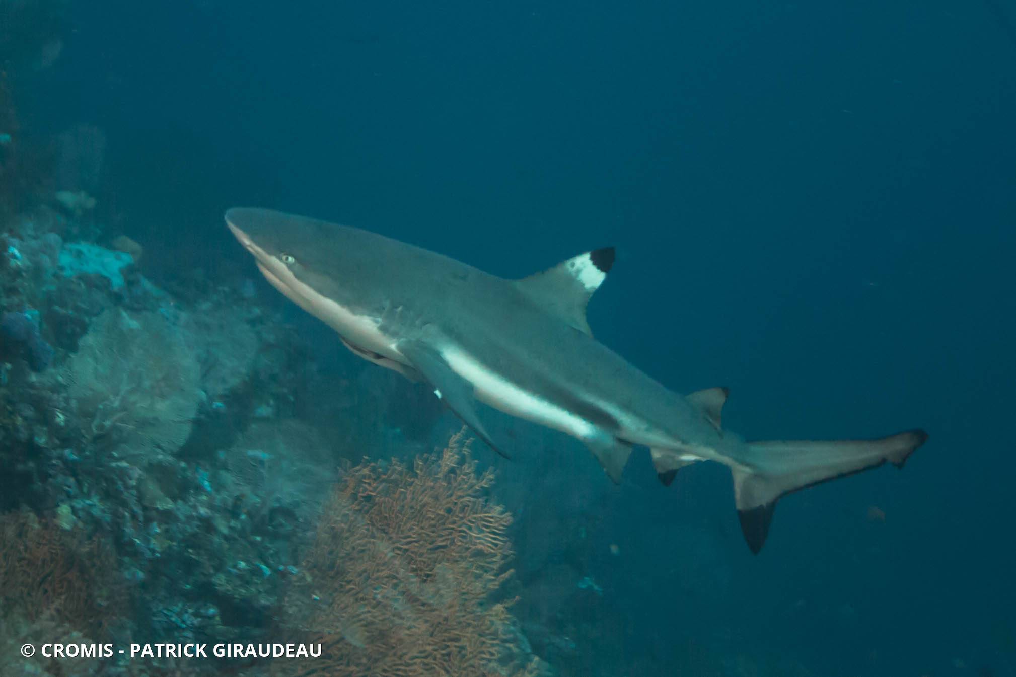 Requin pointes noires