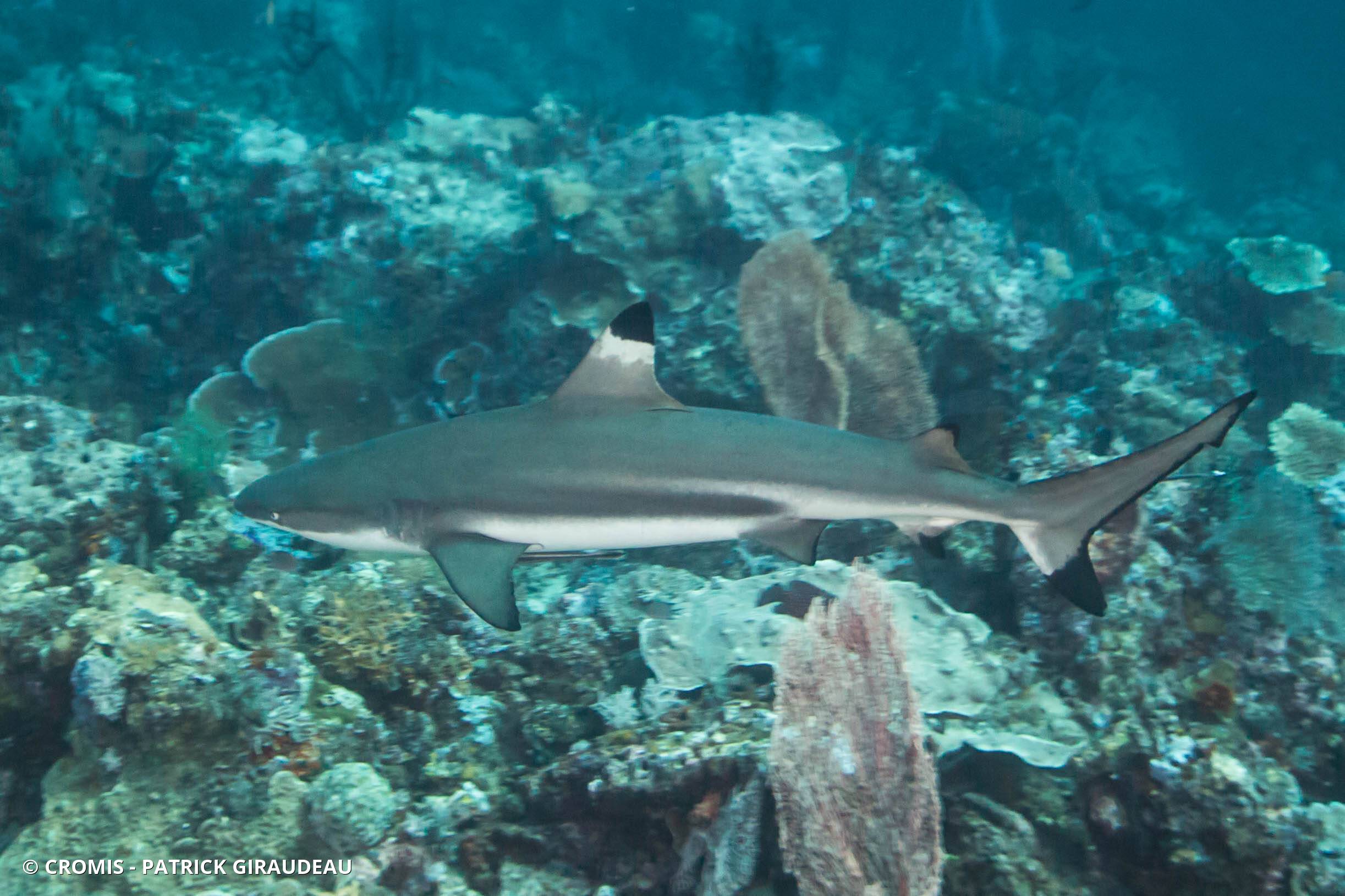 Requin pointes noires