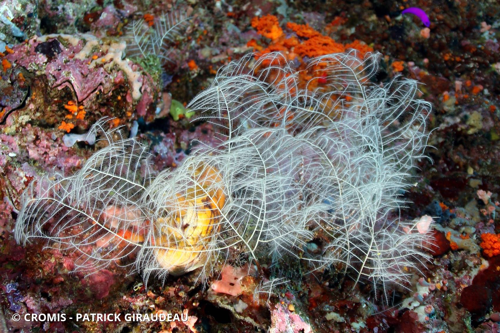 Taxella gracilicaulis