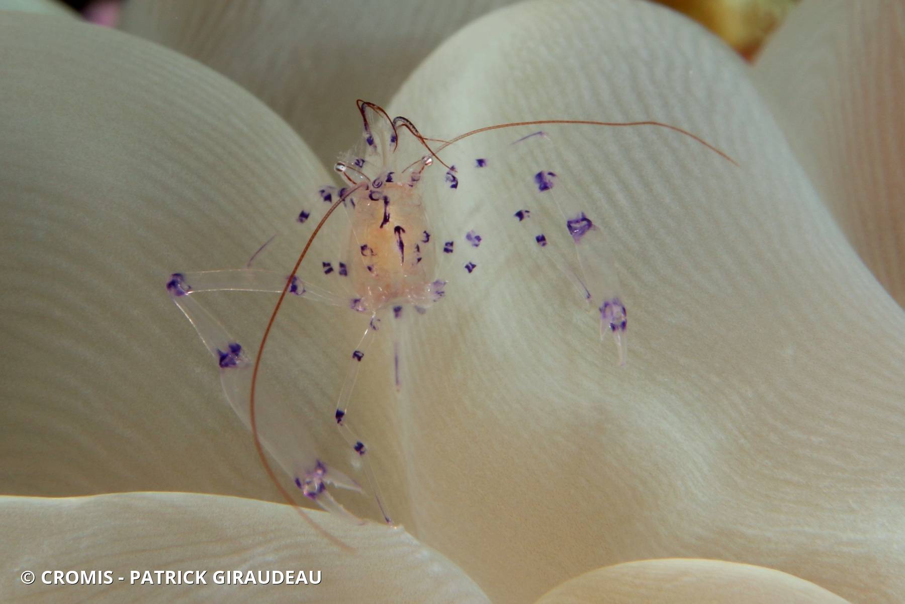 Crevette du corail bulle