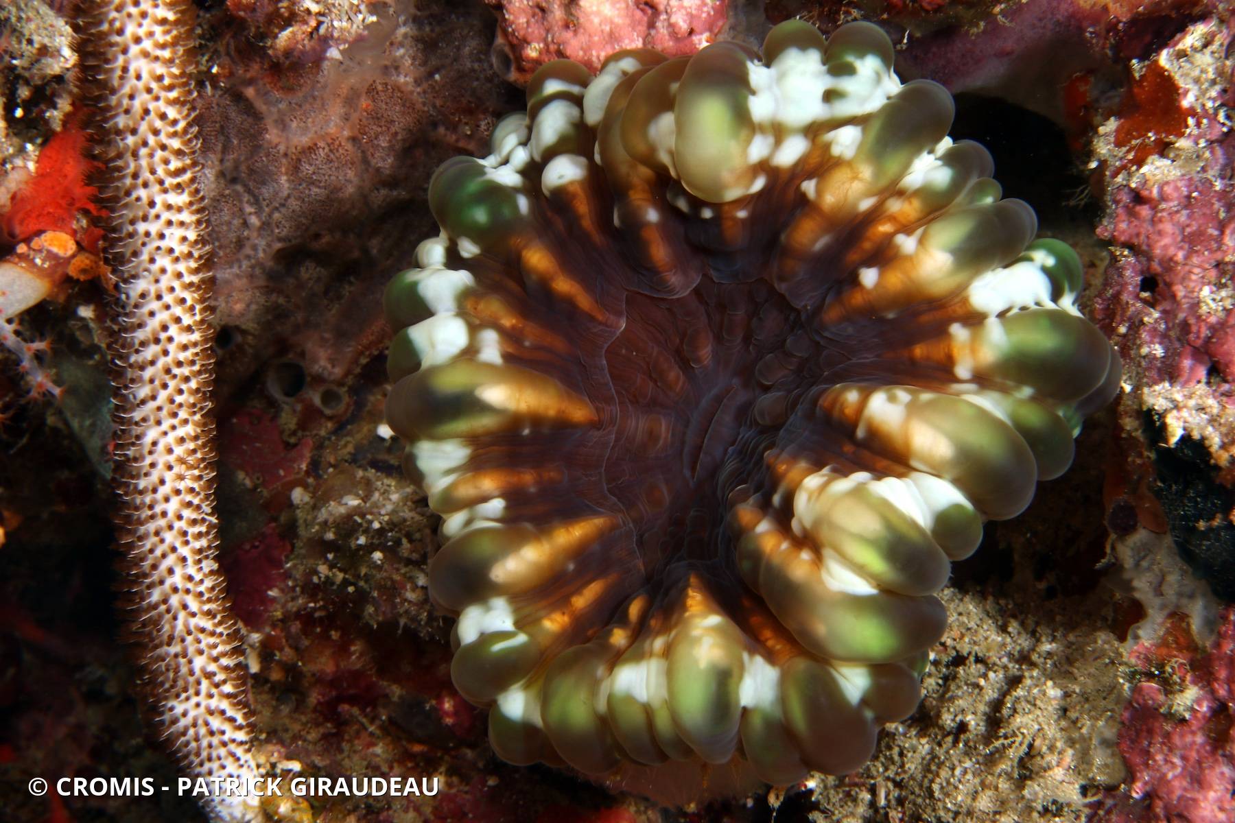 Corail à larmes