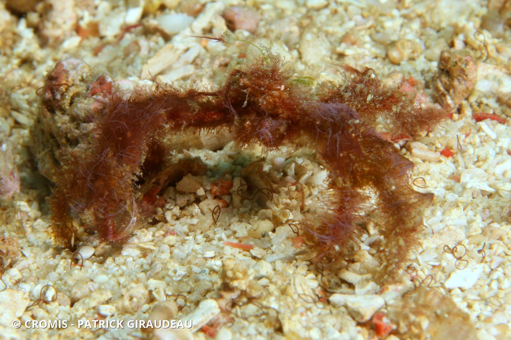 Crabe orang-outan