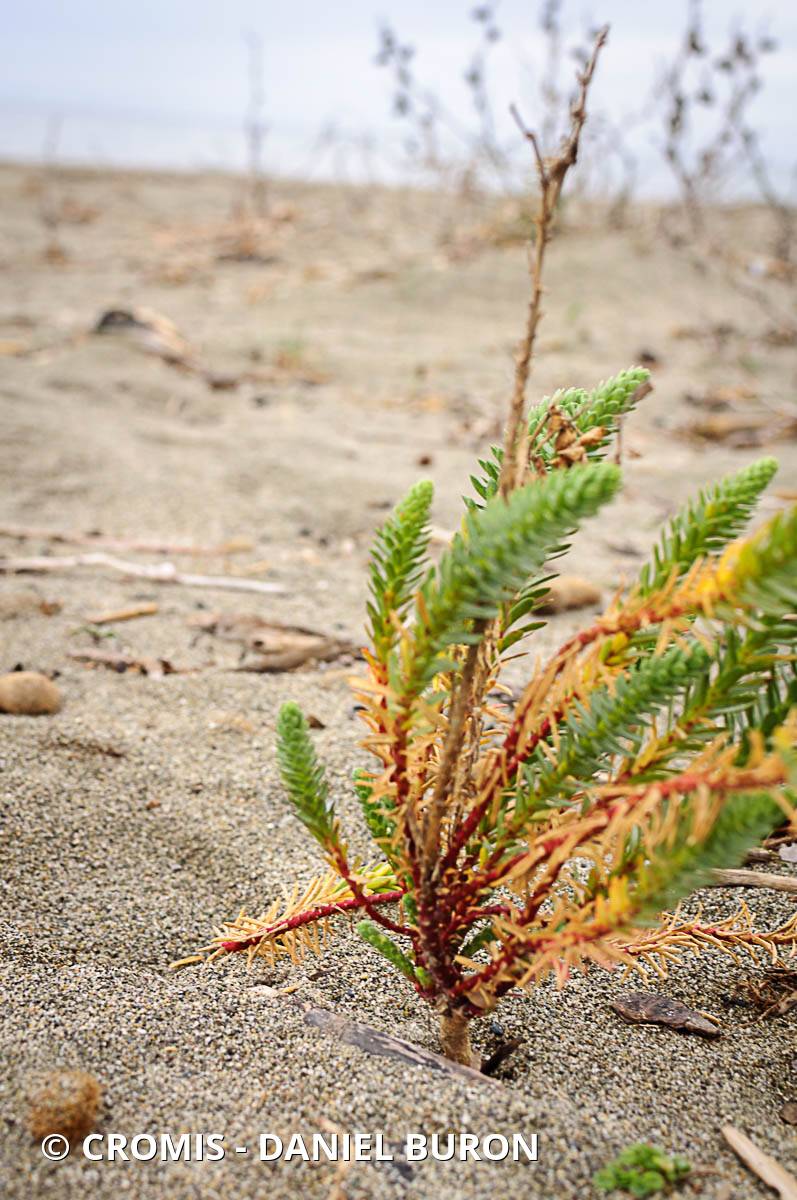 Euphorbe des dunes