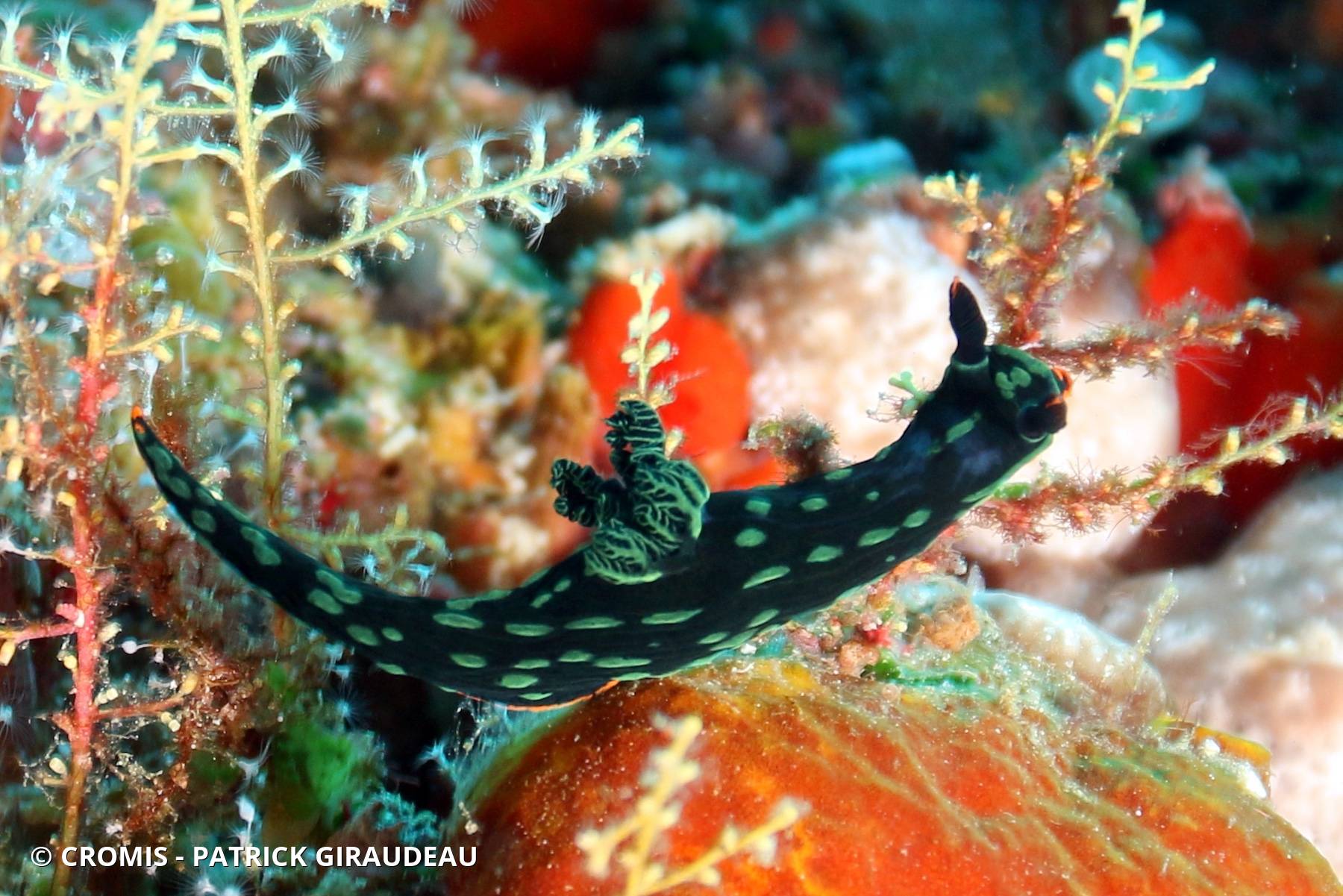 Nembrotha de Kubary