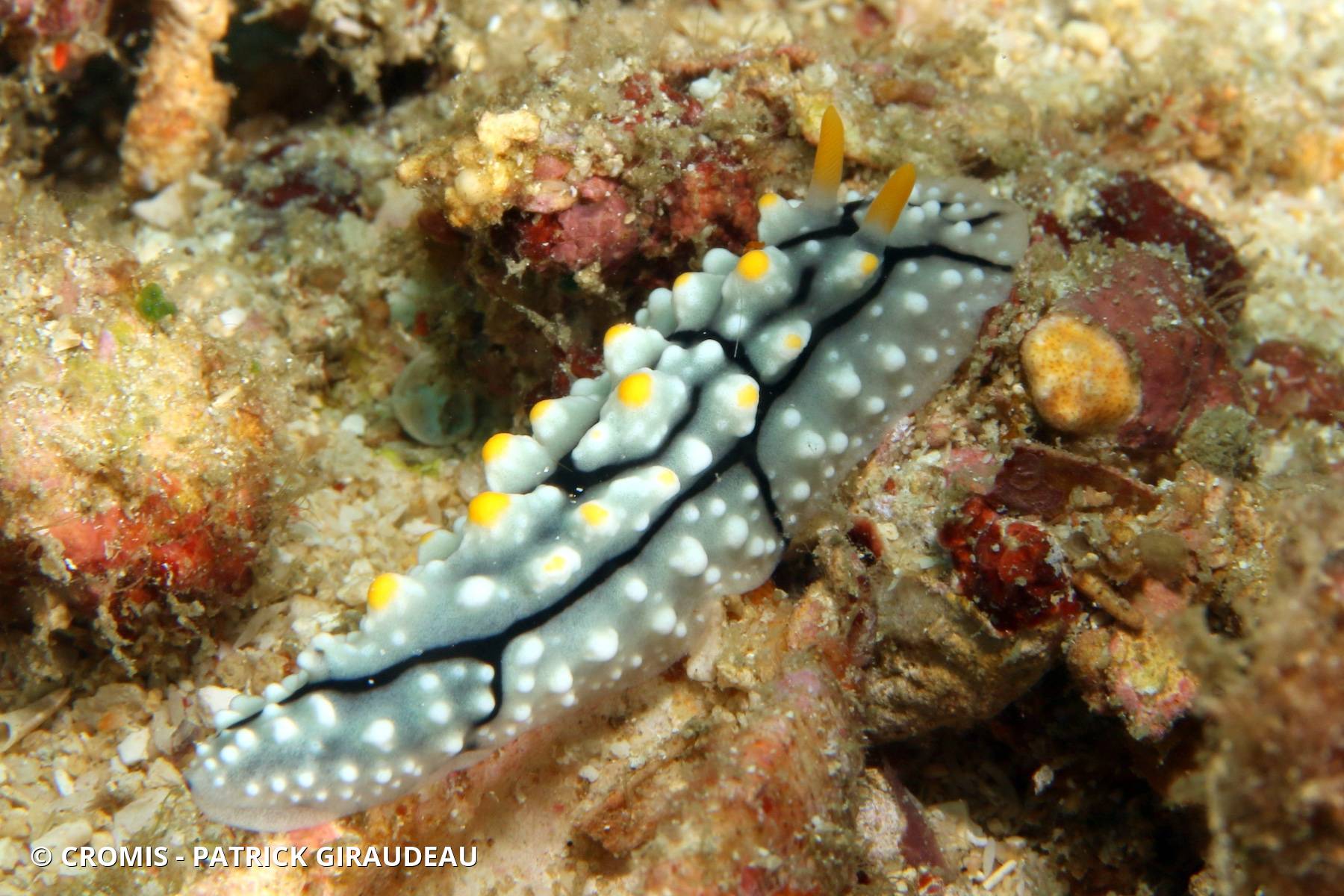 Phyllidie élégante