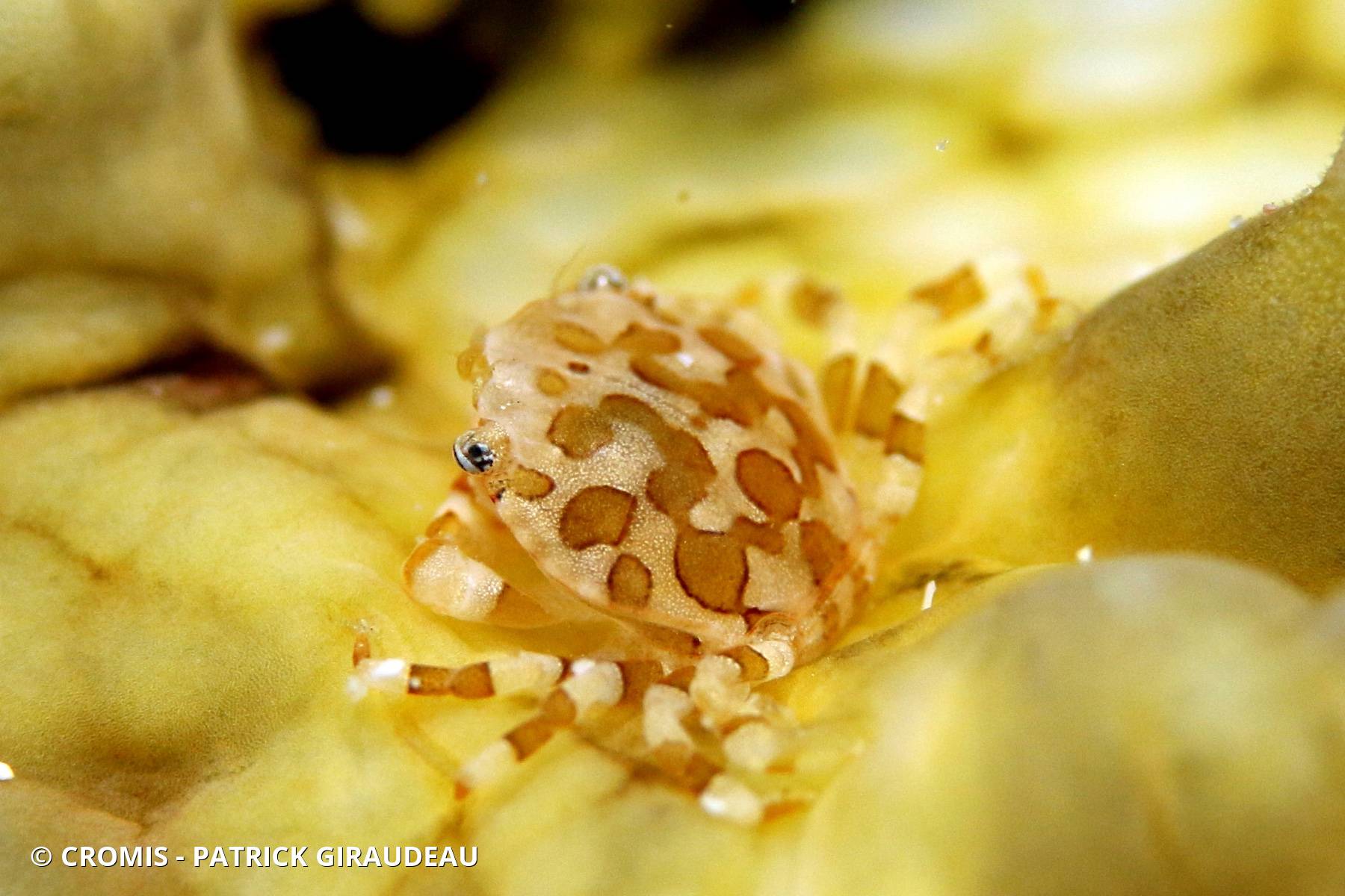 Crabe arlequin des holothuries