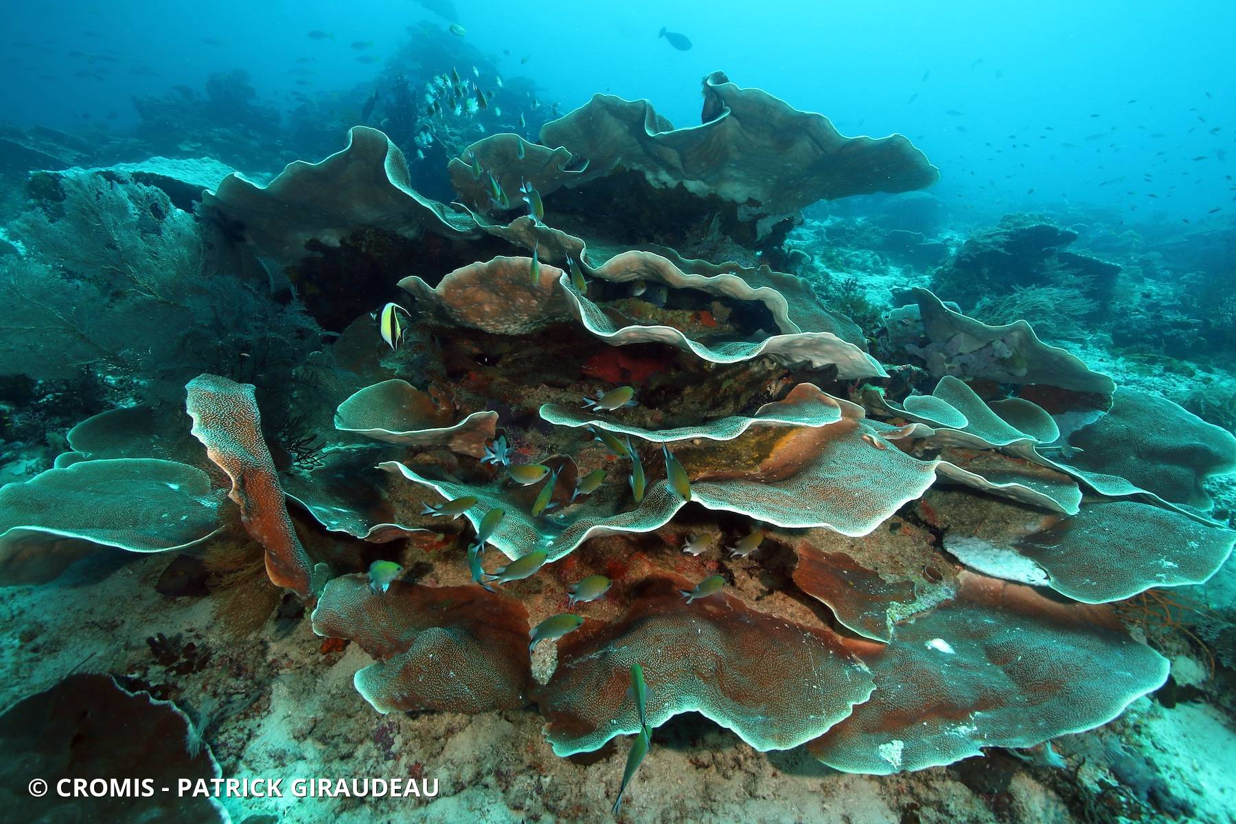 Corail coupe
