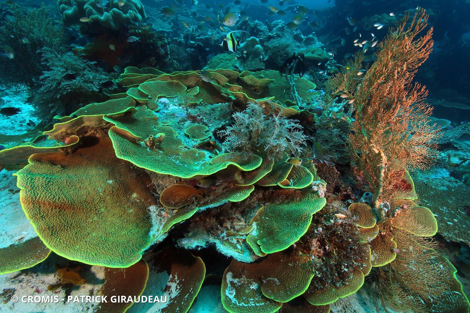 Corail laitue poreux
