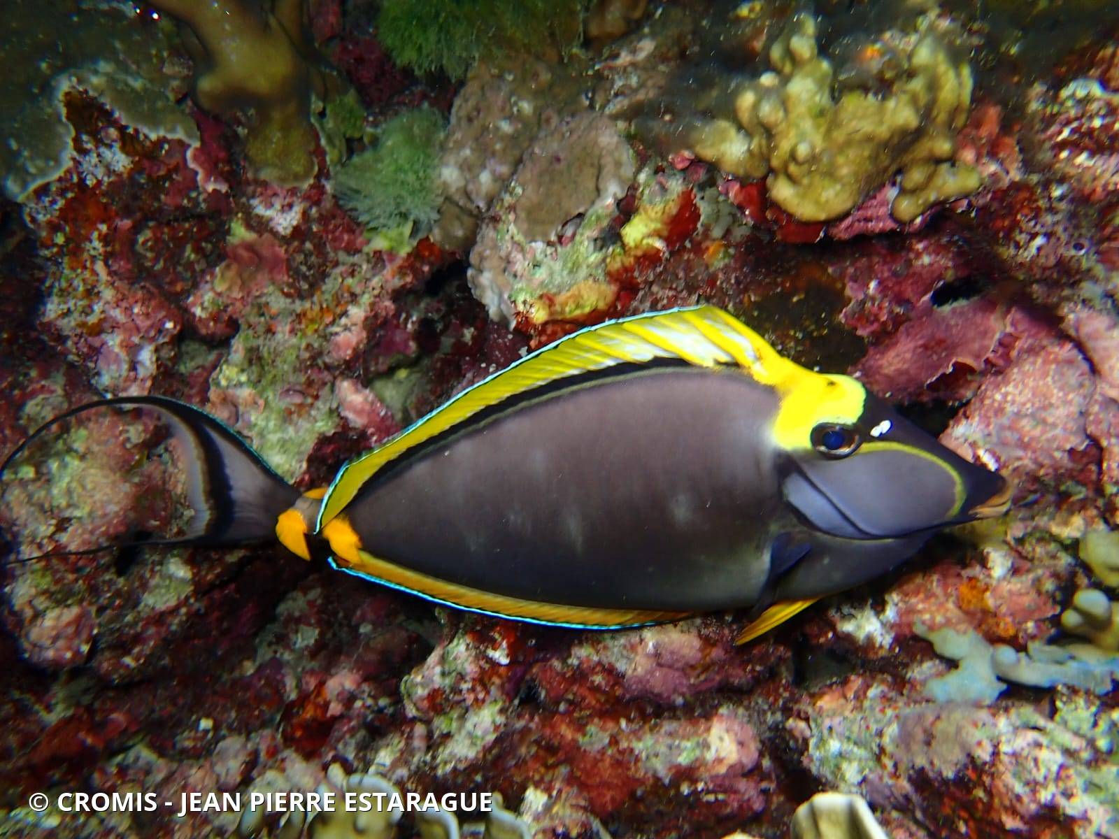 Nason à éperons orange de l'océan Indien