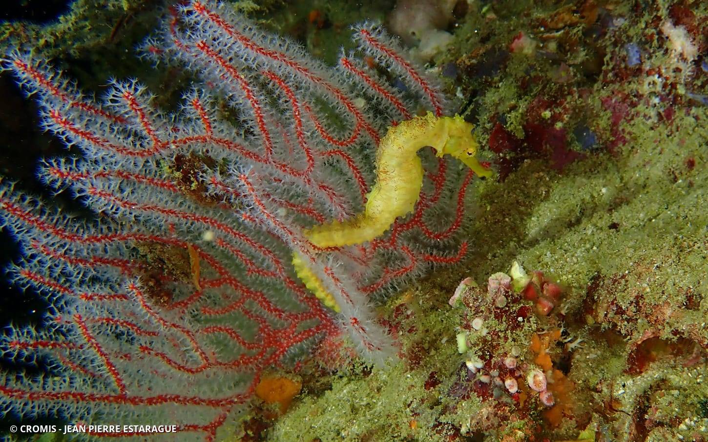 Hippocampe hérissé