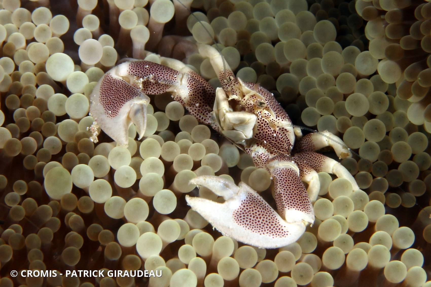 Crabe porcelaine