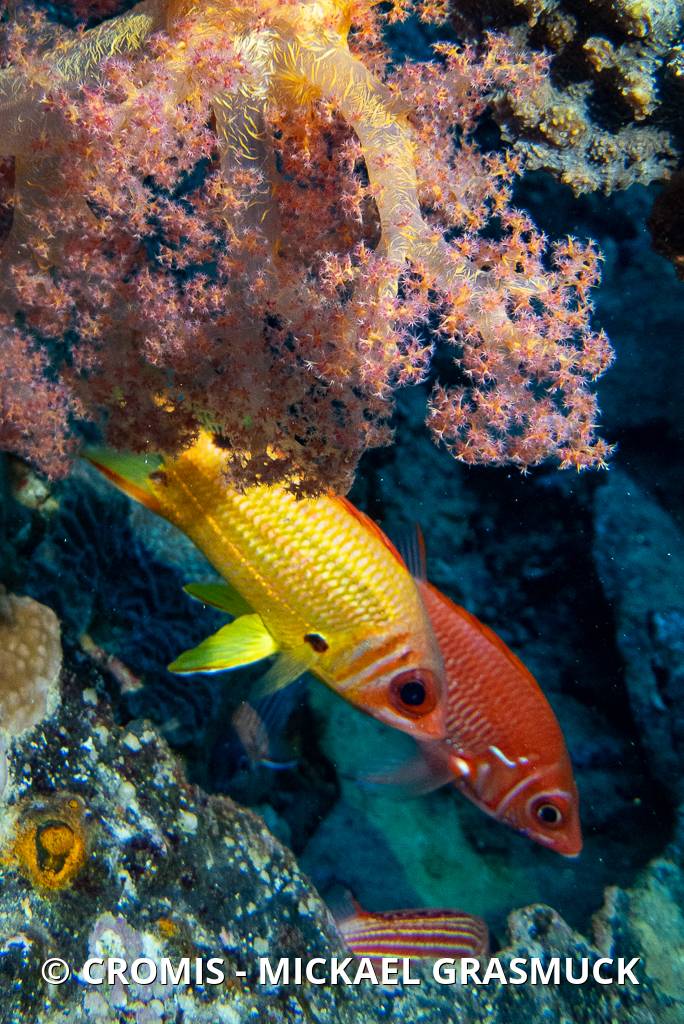 Poisson-écureuil tahitien