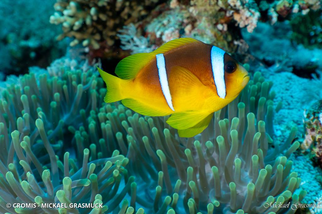 Poisson-clown à deux bandes