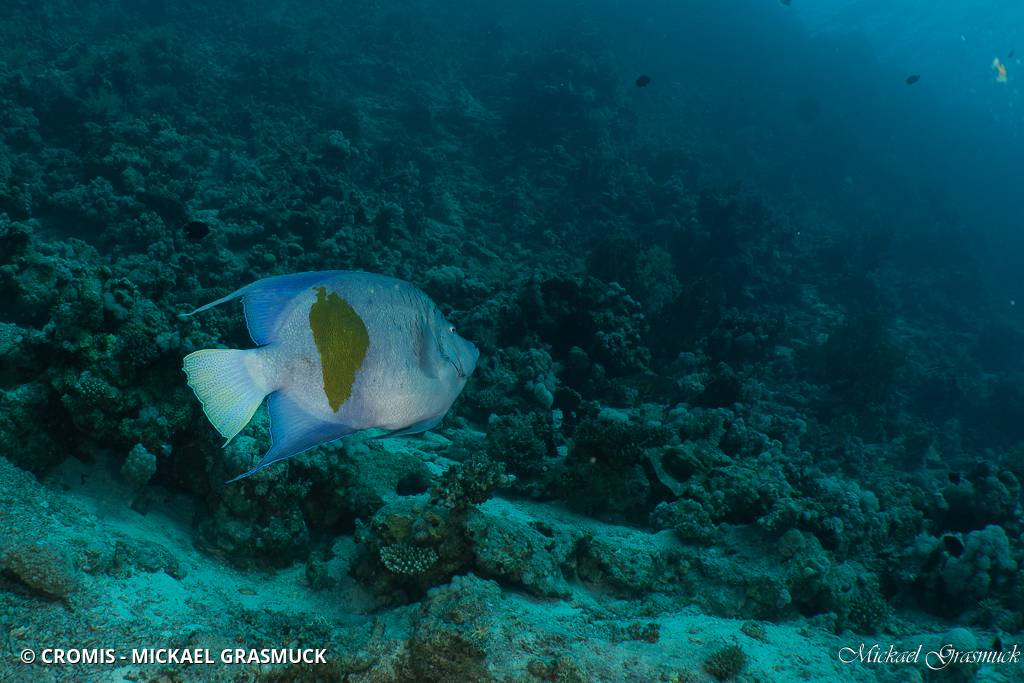 Poisson-ange géographe