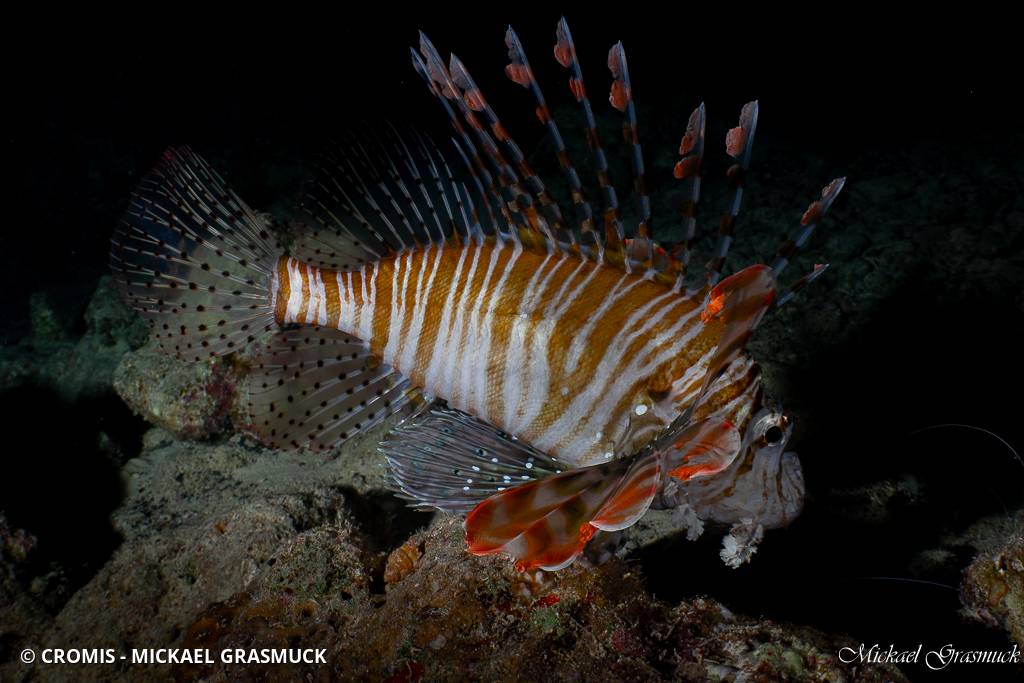 Poisson-lion de Mer Rouge