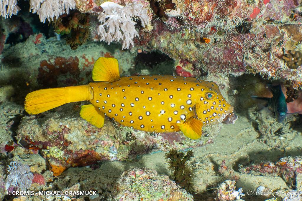 Poisson-coffre jaune