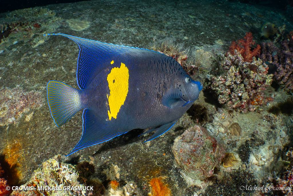 Poisson-ange géographe