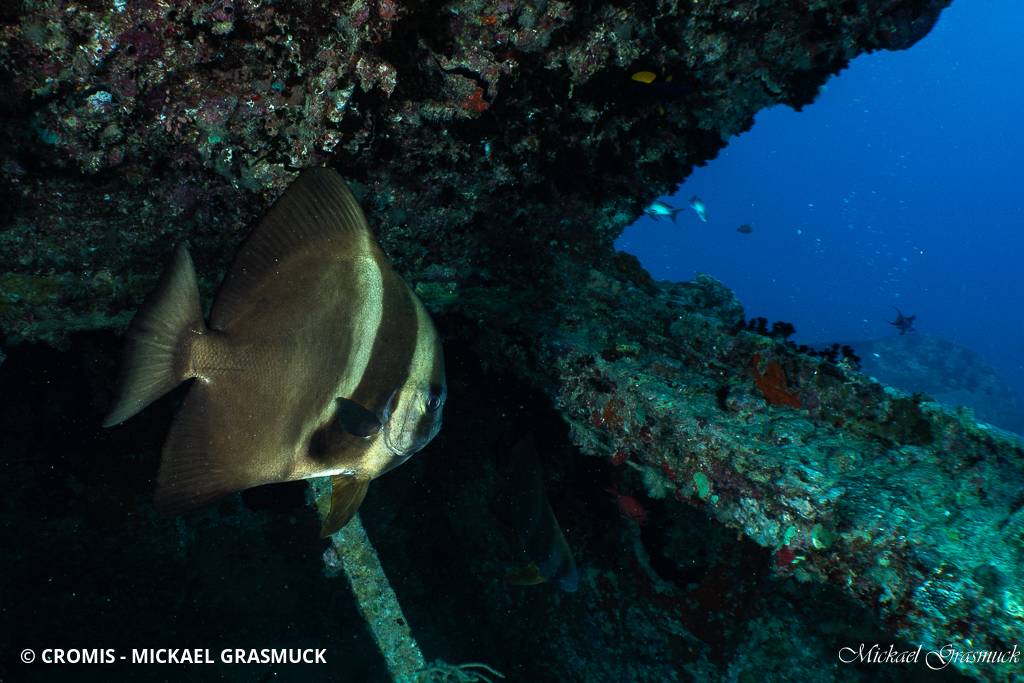 Platax orbiculaire
