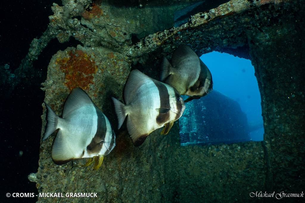 Platax orbiculaire