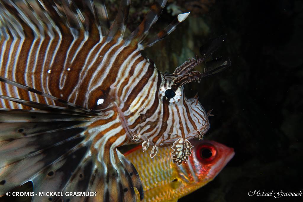 Poisson-lion de Mer Rouge