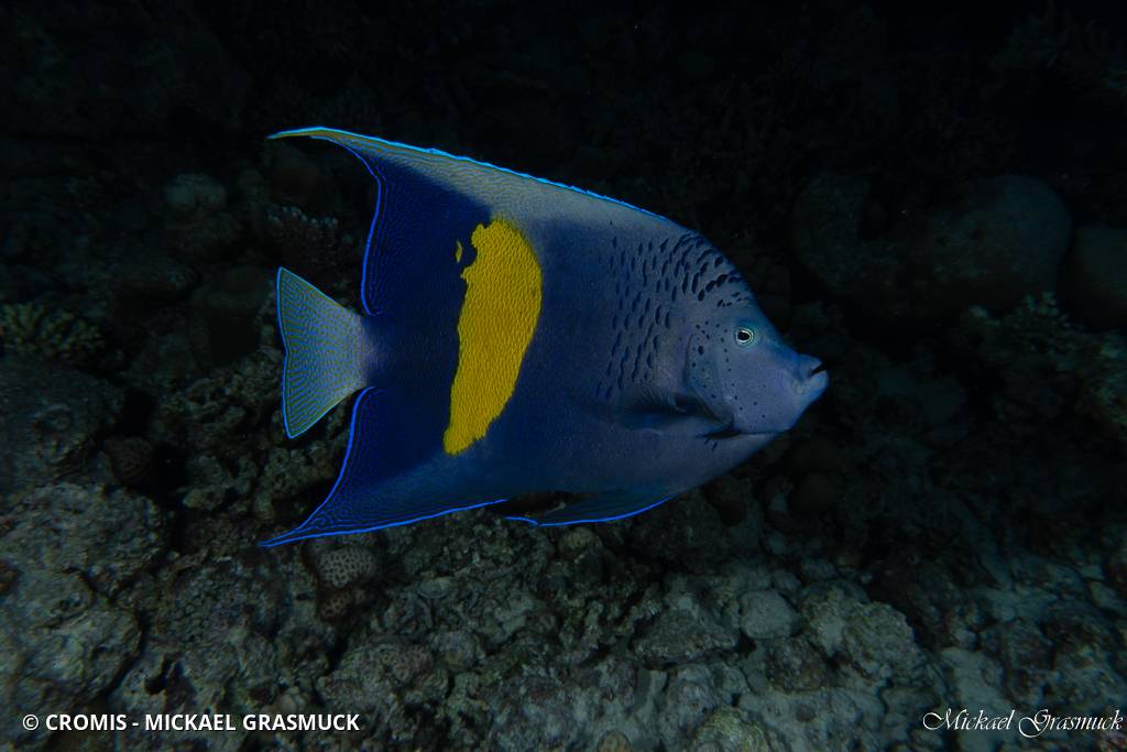Poisson-ange géographe