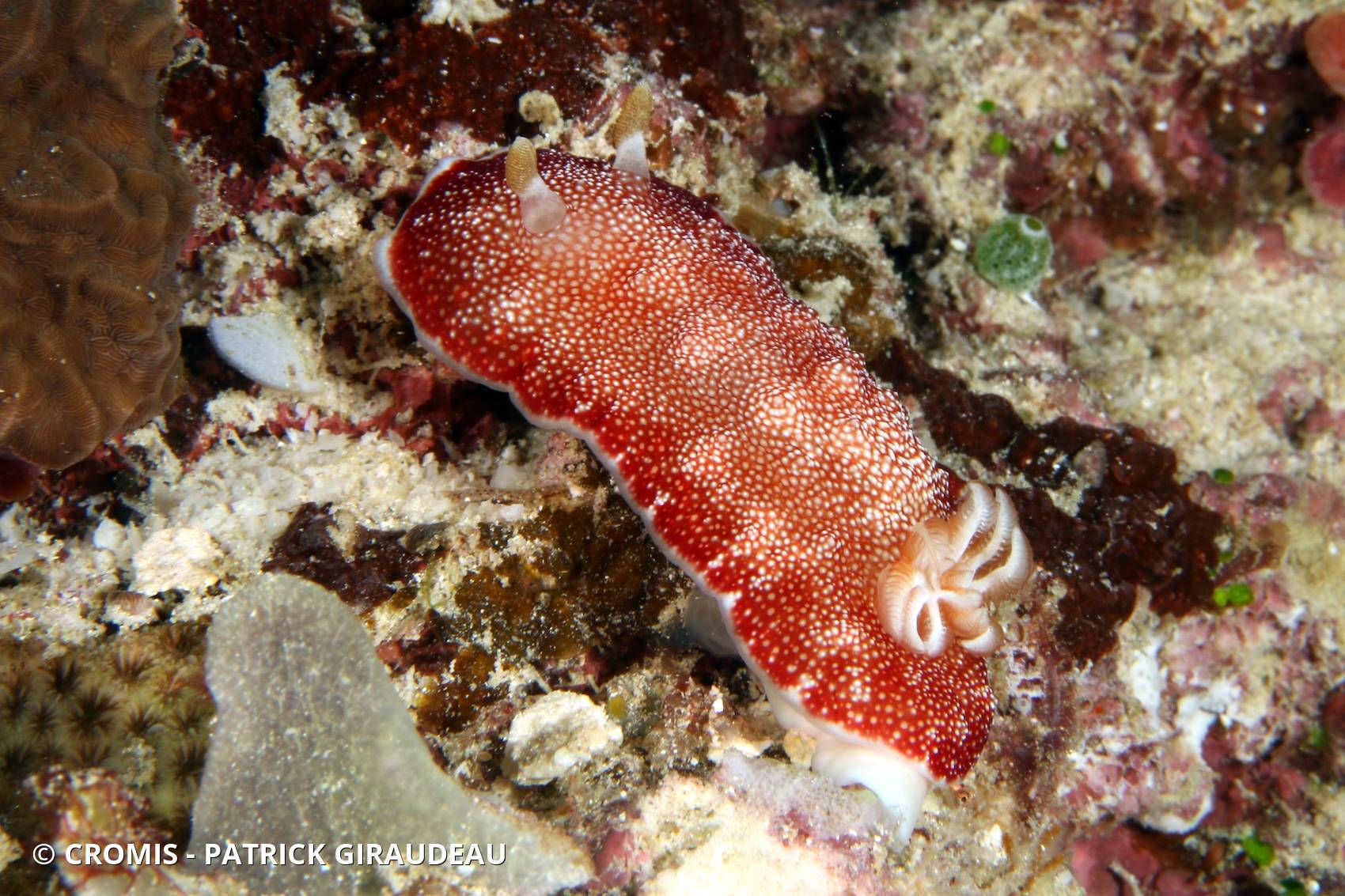 Chromodoris réticulée