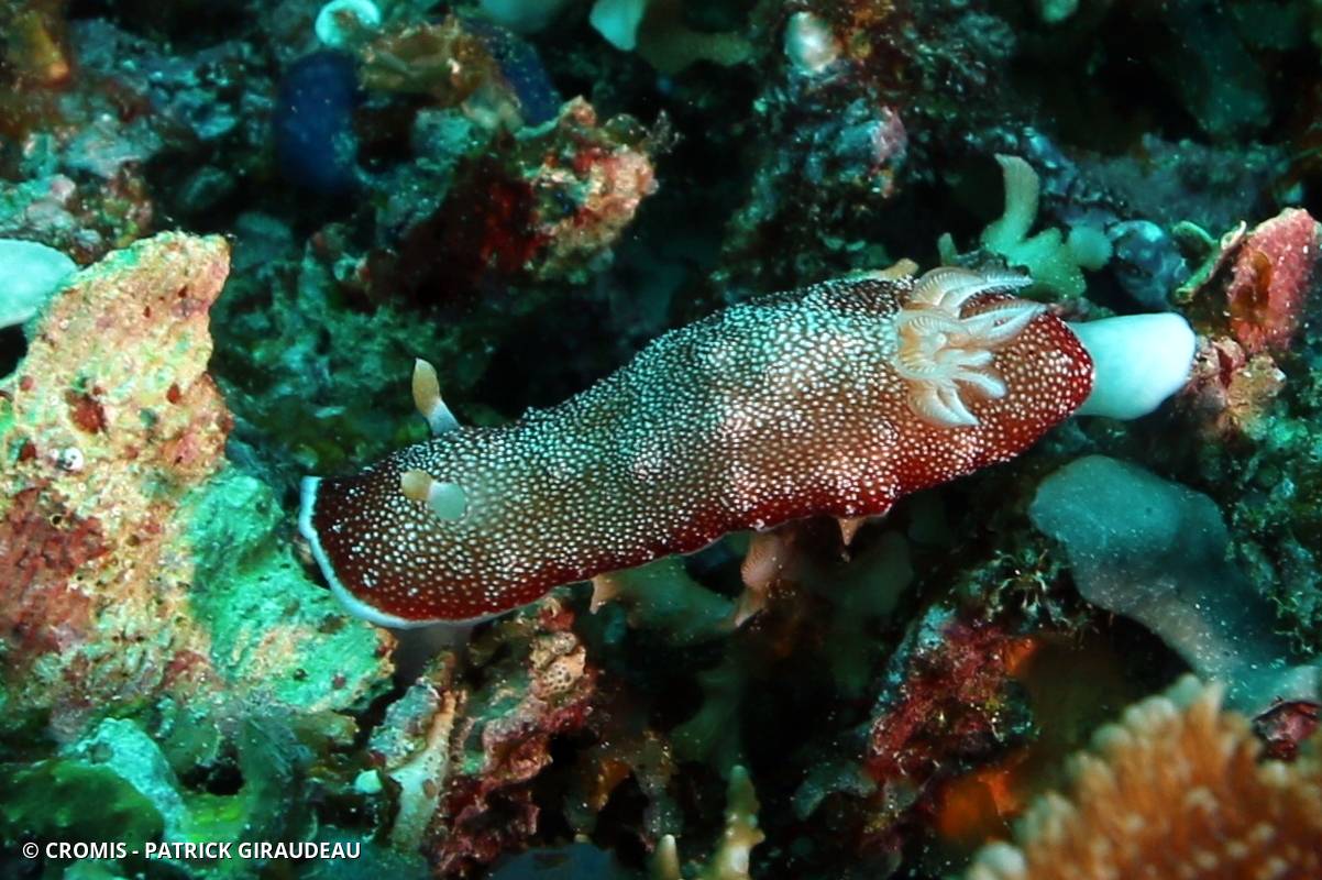 Chromodoris réticulée