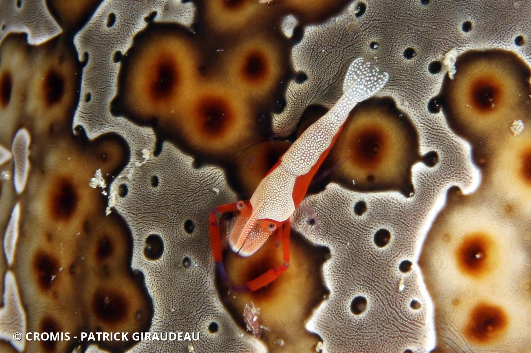 Crevette nettoyeuse impériale