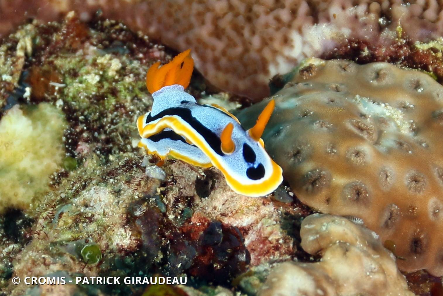 Chromodoris d'Anne