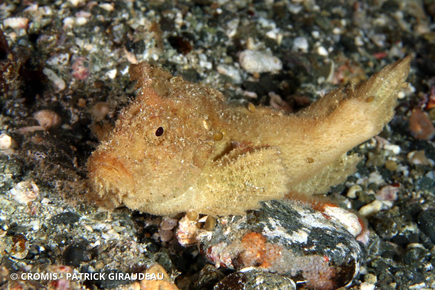 Poisson-scorpion feuille