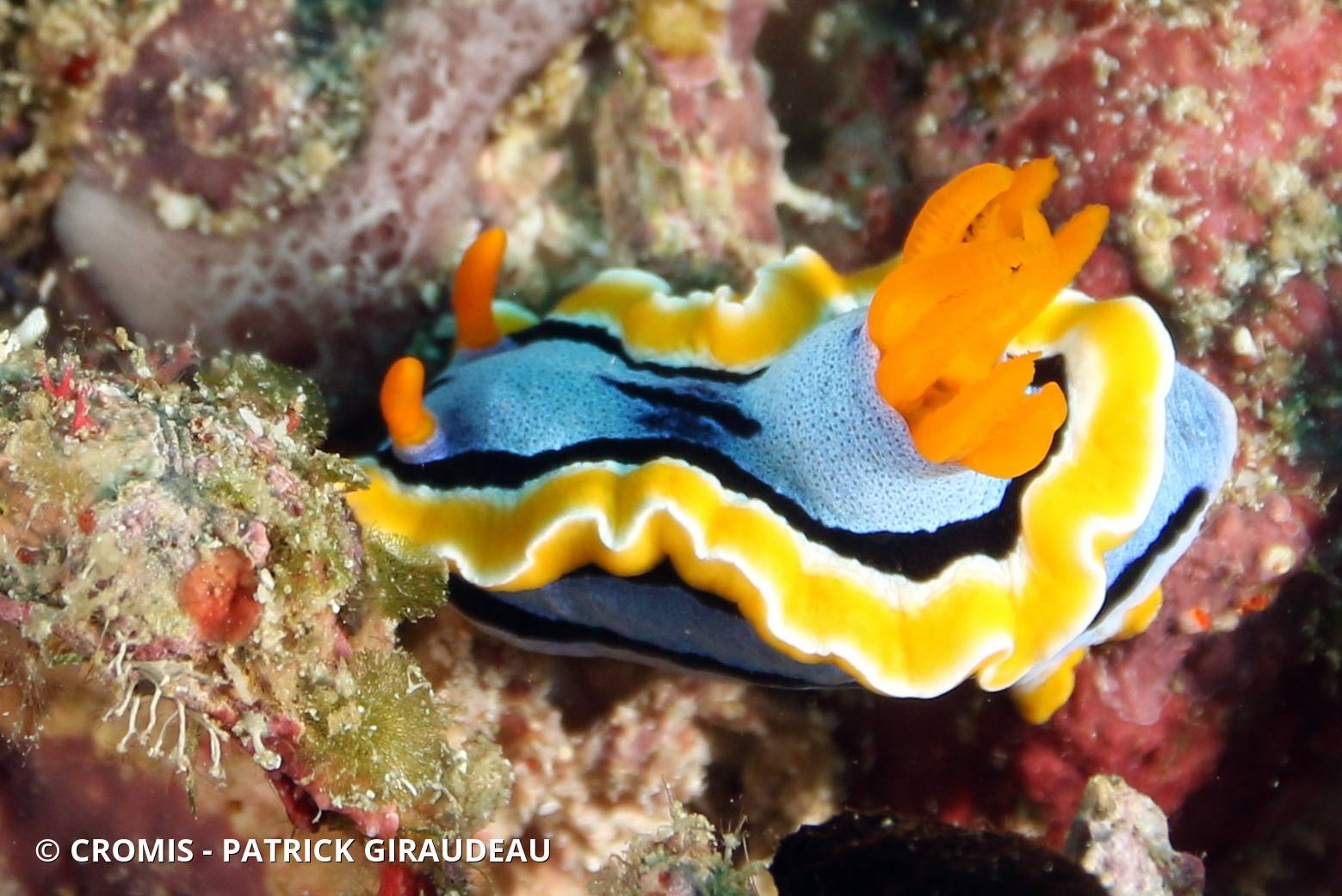 Chromodoris d'Anne