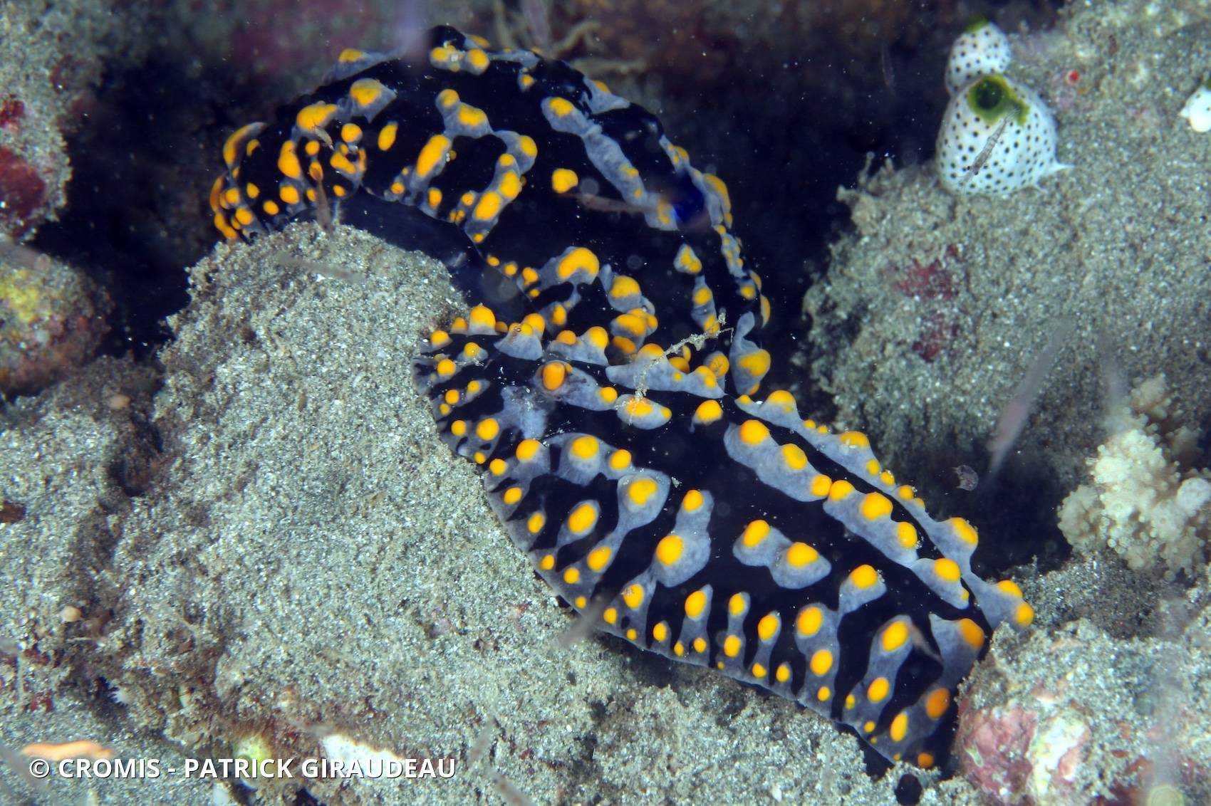 Phyllidia tula