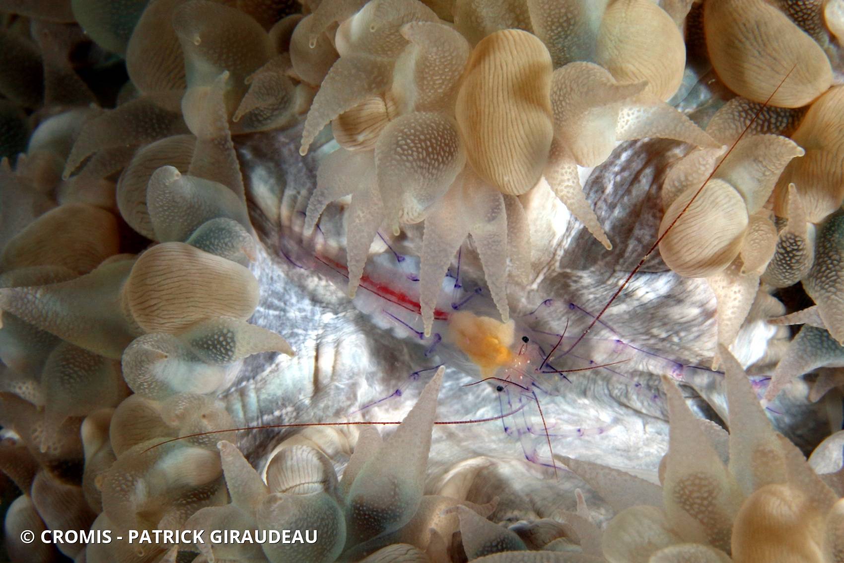 Crevette du corail bulle