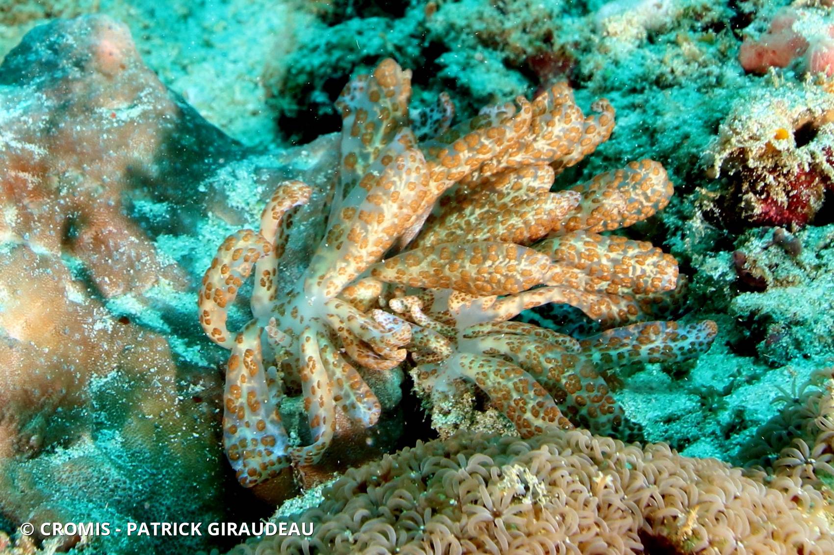 Phyllodesmium géant
