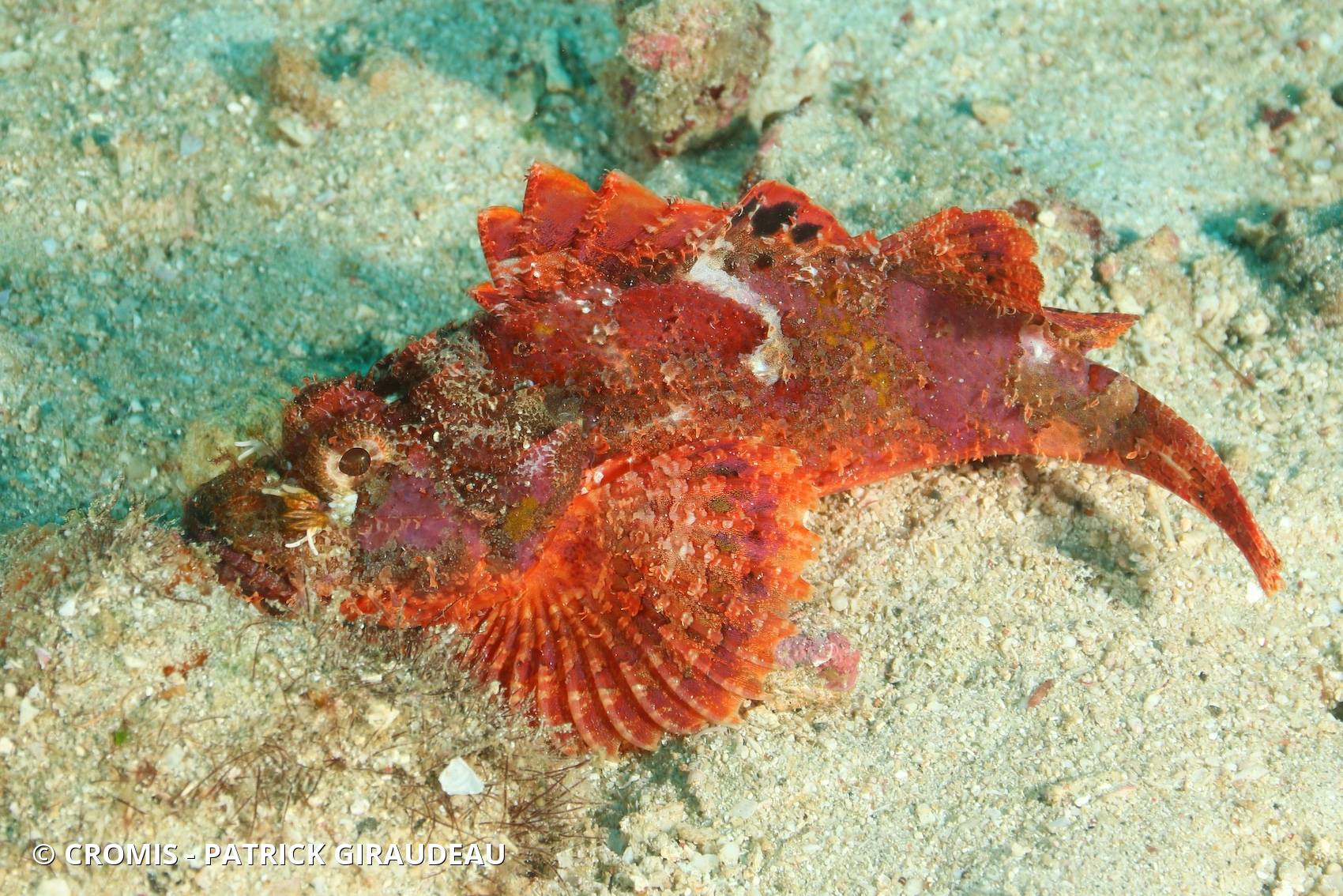 Poisson-scorpion à houppes