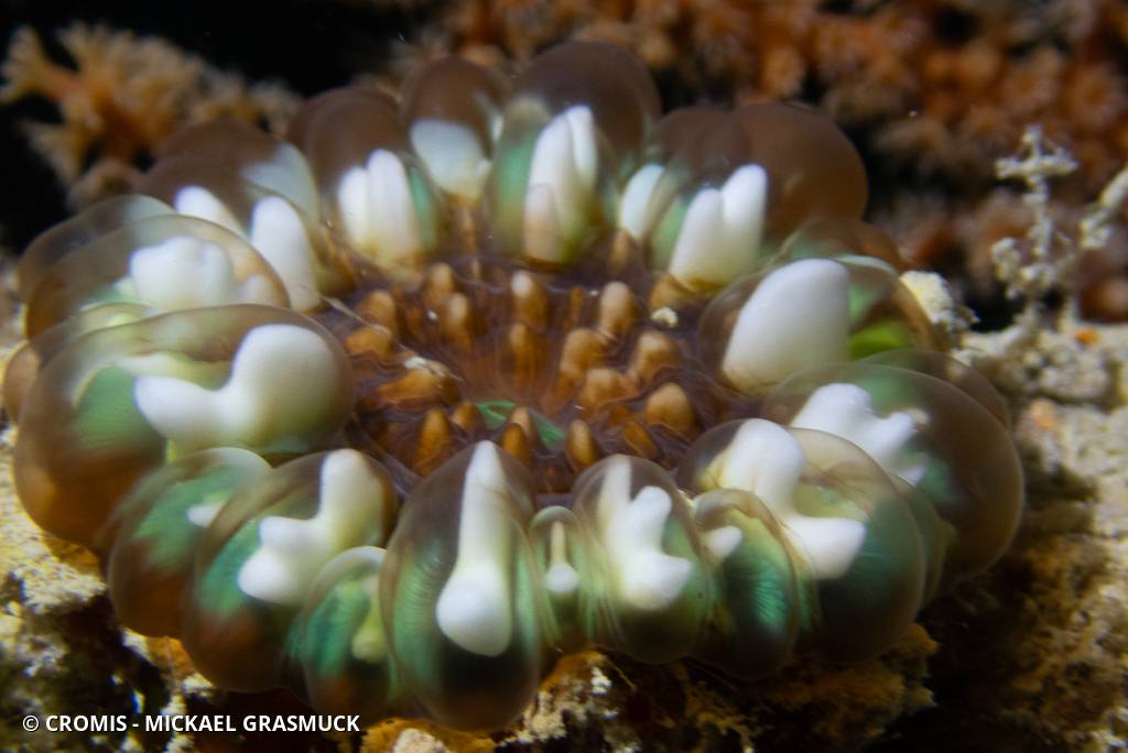 Corail à larmes