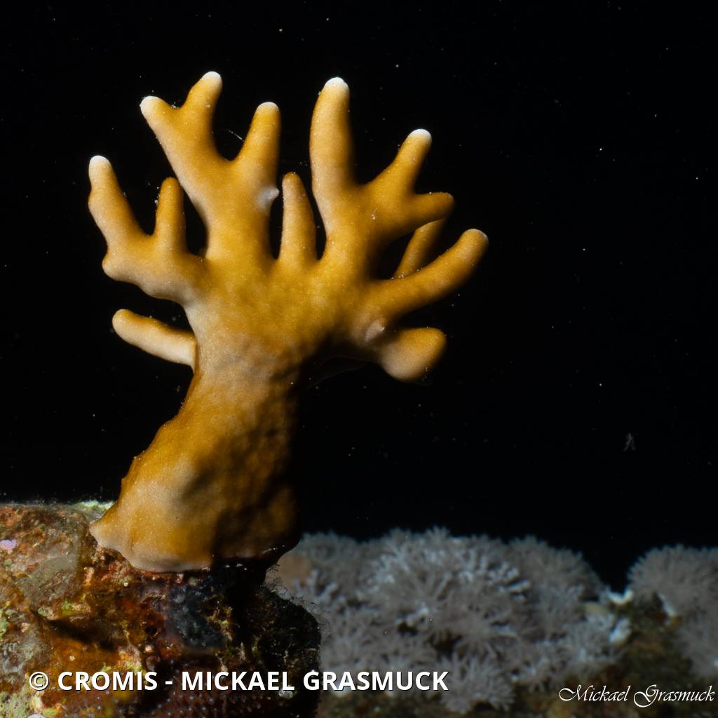 Corail de feu ramifié