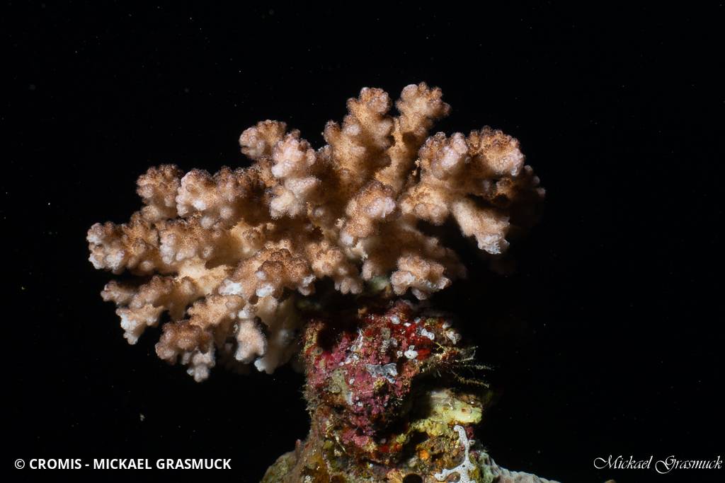 Corail chou-fleur