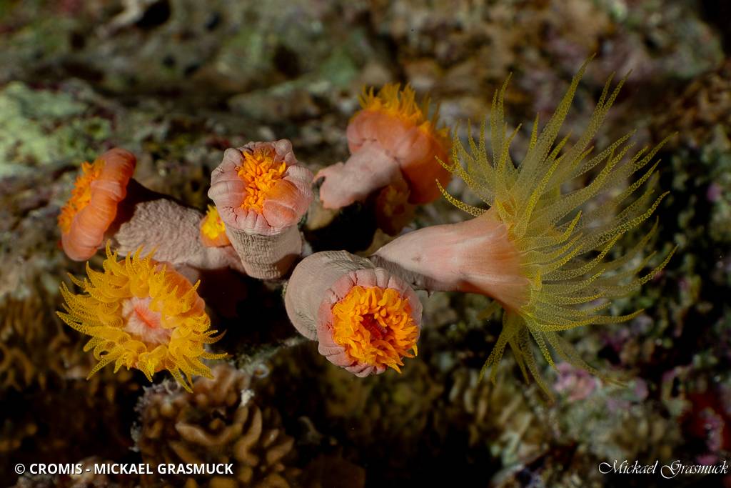 Tubastrée orange