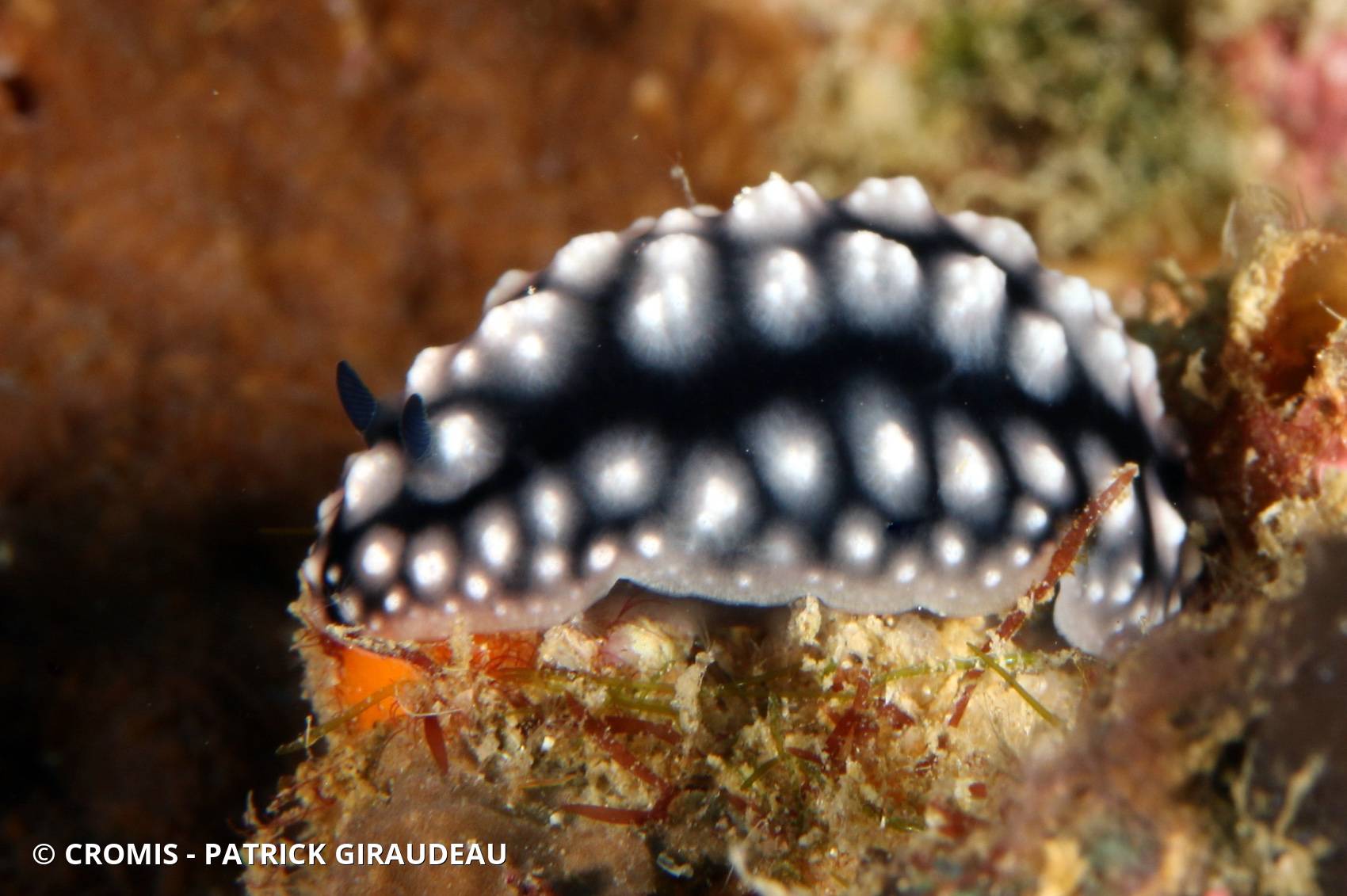 Phyllidie pustuleuse