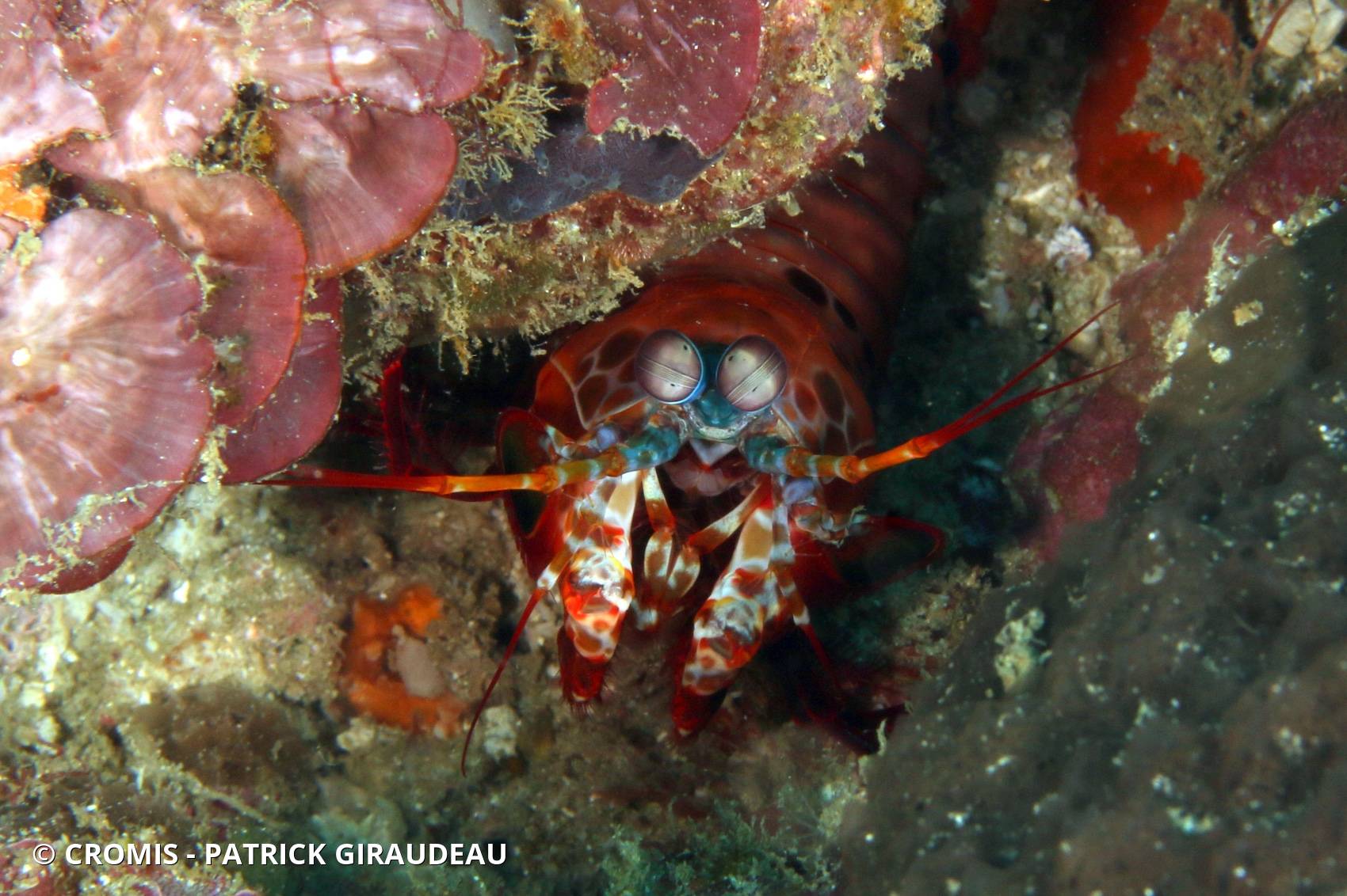 Mante de mer paon