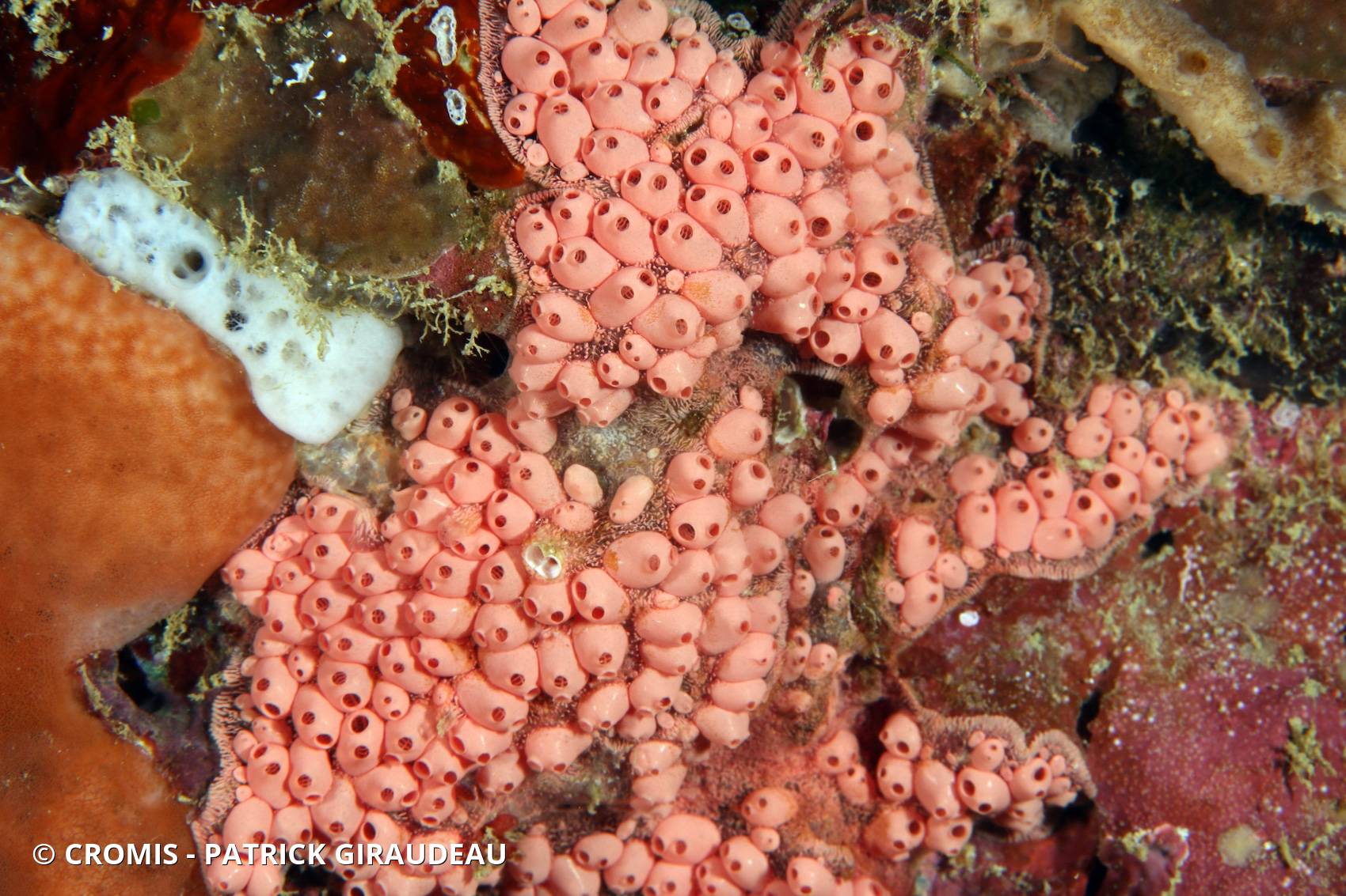 Symplegma alterna