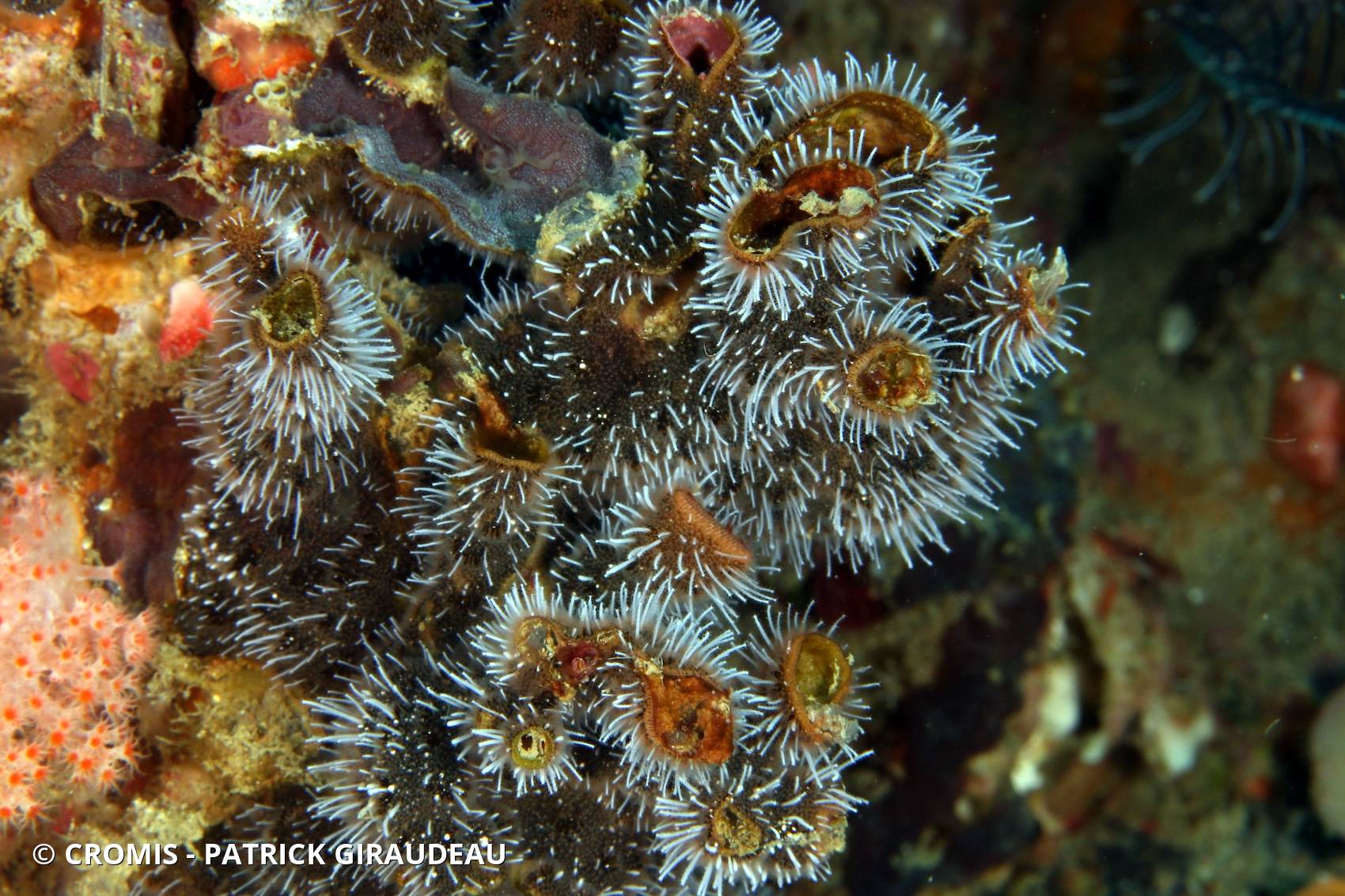 Schizoporella brun